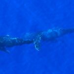 Baleines vue aérienne en ulm école de pilotage Fly Réunion
