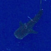 requin baleine en gros plan vue du ciel école ulm Fly Réunion