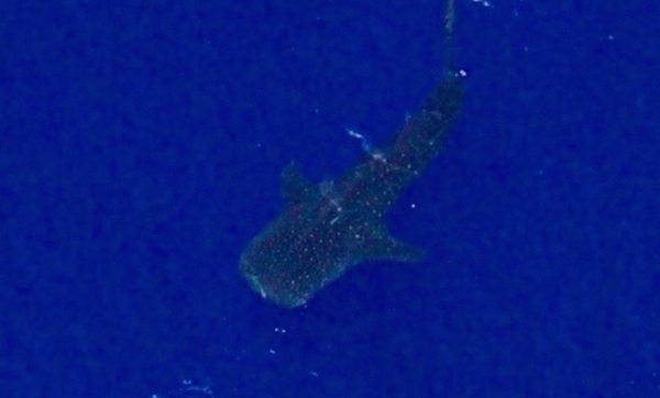 requin baleine en gros plan vue du ciel école ulm Fly Réunion
