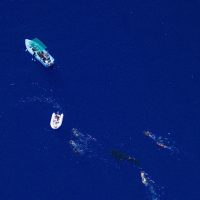 Requin baleine avec des nageurs au Cap La houssaye, Ecole Fly Réunion vols touristiques en ulm à l’île de la réunion