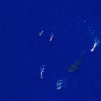 requin baleine avec des nageurs vue du ciel école ulm Fly Réunion