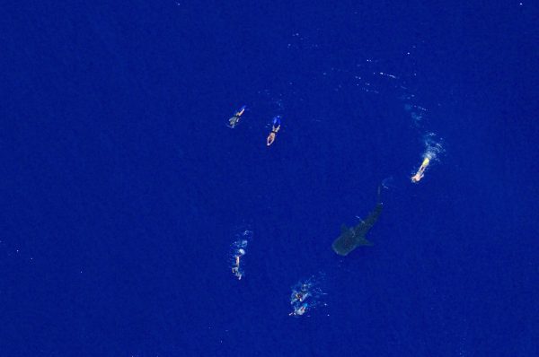 requin baleine avec des nageurs vue du ciel école ulm Fly Réunion